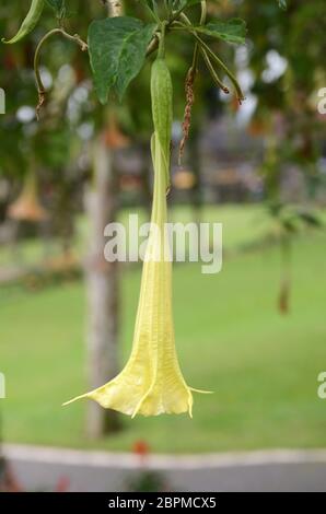 Brugmansia flowers of the family Solanaceae also known as angel`s trumpet Stock Photo